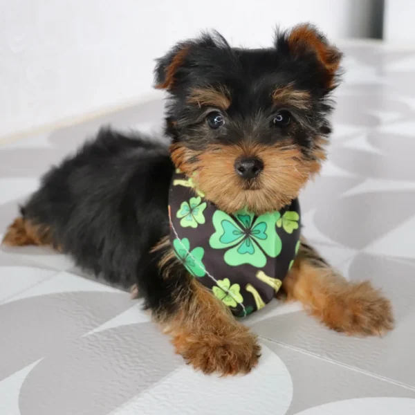 Breed: Teacup-Toy Yorkie (Place your $200 Non-Refundable Deposit to secure me just for you!) Traits: Affectionate, Playful, Friendly, Faithful Coat: Single Coat - Hypoallergenic D.O.B.: 12/25/2024 (puppy cannot be picked up or travel until minimum of 8 weeks of age, fully weaned, and has vet clearance) Mommy: Yorkie 9lbs Daddy: Yorkie 15lbs Estimated Mature Weight: 7-15lbs Microchip Number: 61551 HEALTH DETAILS Current on all vaccinations and deworming. Vaccination records will be provided upon pickup/delivery. I come with an up to 10 year Health Guarantee (Click here to view our VitaDawg packages and begin your pup’s lifelong health and wellness plan today! Autoship is available for just .55 cents a day) ADOPTION INFORMATION Happytail Puppies reserves the right to change our pricing, at any time, without further notice. However, if you have reserved your new puppy but not yet paid in full, we guarantee your puppy's original adoption price. Click here to check out our financing availability! - Image 3