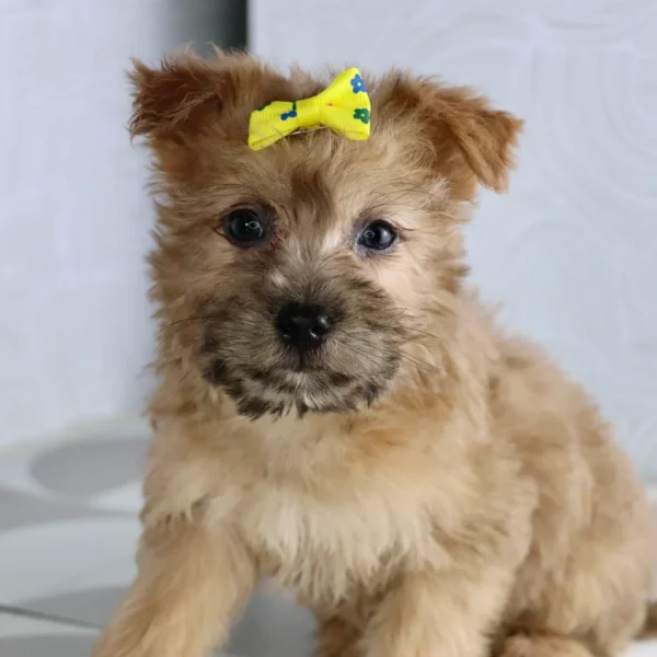 Susie - Available Now Female Teacup-Toy Yorkie Chon - Image 3