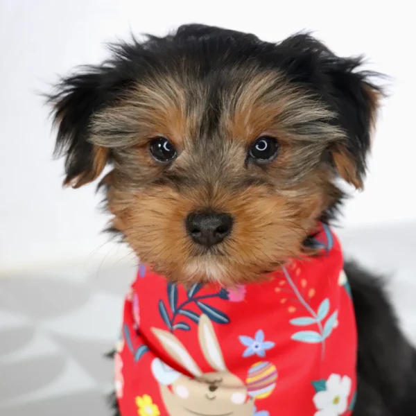 Kaden - Available Now Male Teacup-Toy Yorkie - Image 6