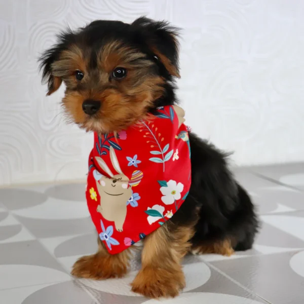 Kaden - Available Now Male Teacup-Toy Yorkie