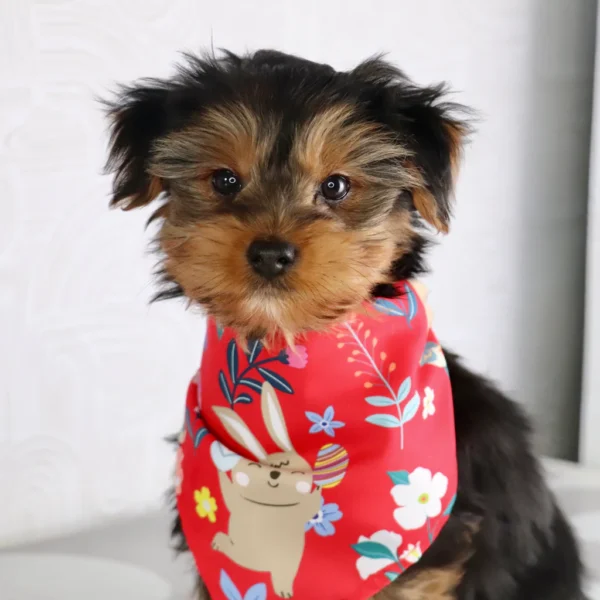 Kaden - Available Now Male Teacup-Toy Yorkie - Image 2
