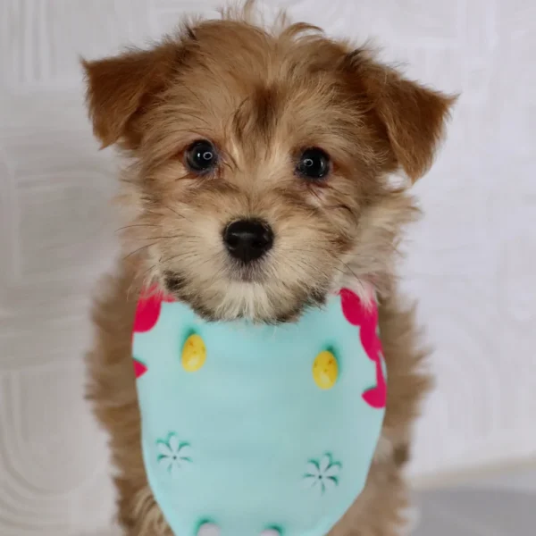 Susie - Available Now Female Teacup-Toy Yorkie Chon