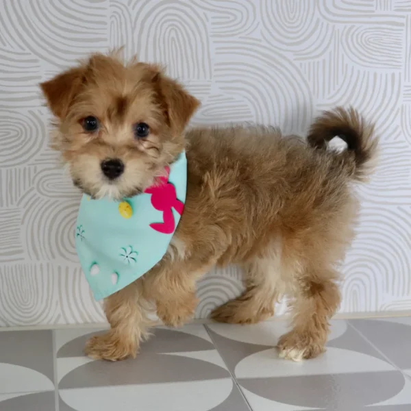 Susie - Available Now Female Teacup-Toy Yorkie Chon - Image 5