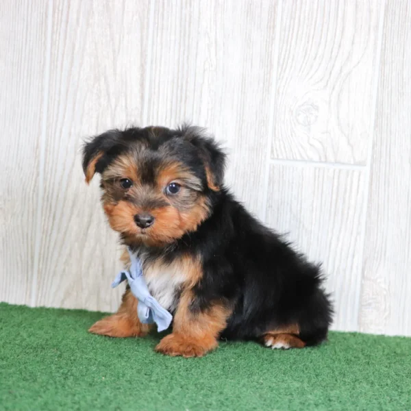 Kaden - Available Now Male Teacup-Toy Yorkie - Image 5