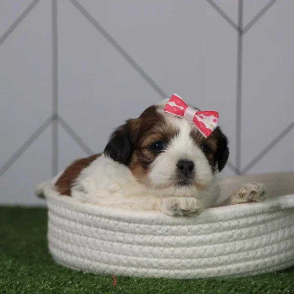 Olivia - Available 5/6 Female Teacup Teddy Bear