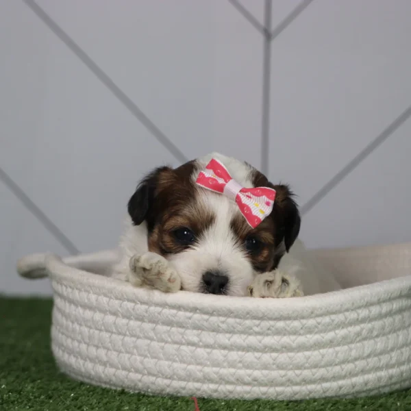 Olivia - Available 5/6 Female Teacup Teddy Bear - Image 4