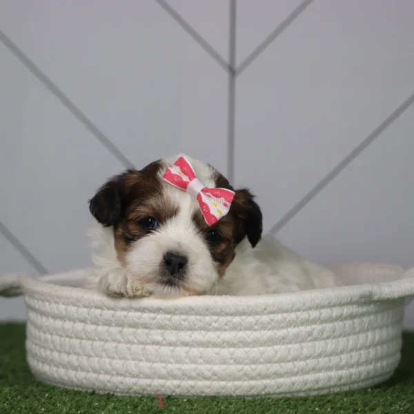 Olivia - Available 5/6 Female Teacup Teddy Bear - Image 3