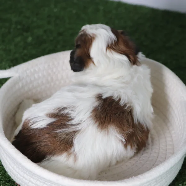Olivia - Available 5/6 Female Teacup Teddy Bear - Image 2