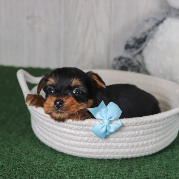 Breed: Teacup-Toy Yorkie (Place your $200 Non-Refundable Deposit to secure me just for you!) Traits: Affectionate, Playful, Friendly, Faithful Coat: Single Coat - Hypoallergenic D.O.B.: 12/25/2024 (puppy cannot be picked up or travel until minimum of 8 weeks of age, fully weaned, and has vet clearance) Mommy: Yorkie 9lbs Daddy: Yorkie 15lbs Estimated Mature Weight: 7-15lbs Microchip Number: 61551 HEALTH DETAILS Current on all vaccinations and deworming. Vaccination records will be provided upon pickup/delivery. I come with an up to 10 year Health Guarantee (Click here to view our VitaDawg packages and begin your pup’s lifelong health and wellness plan today! Autoship is available for just .55 cents a day) ADOPTION INFORMATION Happytail Puppies reserves the right to change our pricing, at any time, without further notice. However, if you have reserved your new puppy but not yet paid in full, we guarantee your puppy's original adoption price. Click here to check out our financing availability! - Image 7