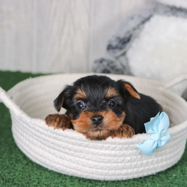 Breed: Teacup-Toy Yorkie (Place your $200 Non-Refundable Deposit to secure me just for you!) Traits: Affectionate, Playful, Friendly, Faithful Coat: Single Coat - Hypoallergenic D.O.B.: 12/25/2024 (puppy cannot be picked up or travel until minimum of 8 weeks of age, fully weaned, and has vet clearance) Mommy: Yorkie 9lbs Daddy: Yorkie 15lbs Estimated Mature Weight: 7-15lbs Microchip Number: 61551 HEALTH DETAILS Current on all vaccinations and deworming. Vaccination records will be provided upon pickup/delivery. I come with an up to 10 year Health Guarantee (Click here to view our VitaDawg packages and begin your pup’s lifelong health and wellness plan today! Autoship is available for just .55 cents a day) ADOPTION INFORMATION Happytail Puppies reserves the right to change our pricing, at any time, without further notice. However, if you have reserved your new puppy but not yet paid in full, we guarantee your puppy's original adoption price. Click here to check out our financing availability! - Image 8