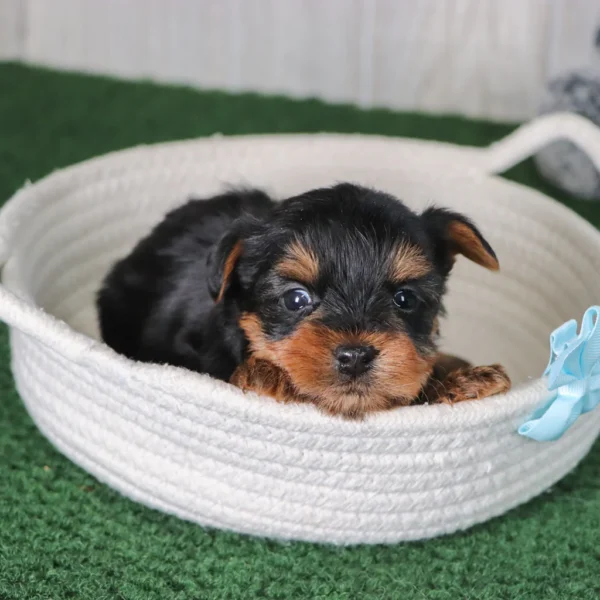 Breed: Teacup-Toy Yorkie (Place your $200 Non-Refundable Deposit to secure me just for you!) Traits: Affectionate, Playful, Friendly, Faithful Coat: Single Coat - Hypoallergenic D.O.B.: 12/25/2024 (puppy cannot be picked up or travel until minimum of 8 weeks of age, fully weaned, and has vet clearance) Mommy: Yorkie 9lbs Daddy: Yorkie 15lbs Estimated Mature Weight: 7-15lbs Microchip Number: 61551 HEALTH DETAILS Current on all vaccinations and deworming. Vaccination records will be provided upon pickup/delivery. I come with an up to 10 year Health Guarantee (Click here to view our VitaDawg packages and begin your pup’s lifelong health and wellness plan today! Autoship is available for just .55 cents a day) ADOPTION INFORMATION Happytail Puppies reserves the right to change our pricing, at any time, without further notice. However, if you have reserved your new puppy but not yet paid in full, we guarantee your puppy's original adoption price. Click here to check out our financing availability! - Image 6