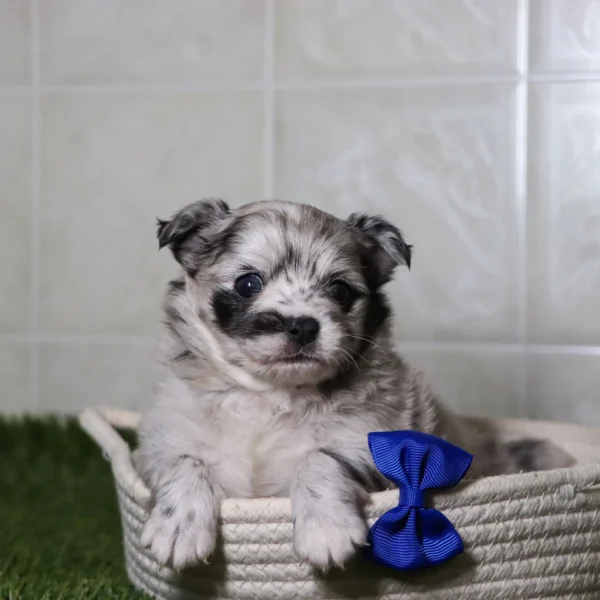 Shep -Available Now Male Micro Teacup Chihuahua