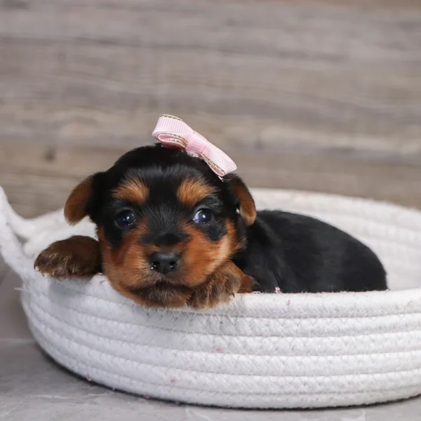 Spring - Available 4/30 Female Teacup-Toy Yorkie