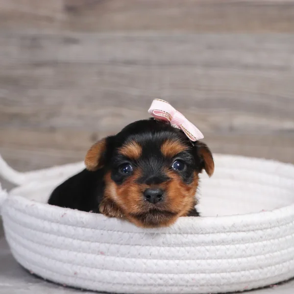 Spring - Available 4/30 Female Teacup-Toy Yorkie - Image 3