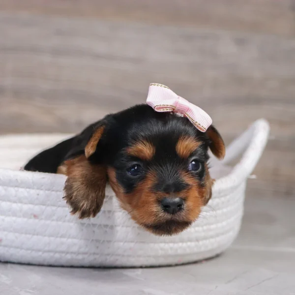Spring - Available 4/30 Female Teacup-Toy Yorkie - Image 2