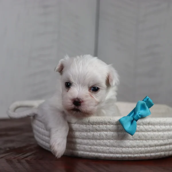 Waffle - Available 4/16 Male Teacup-Toy Maltese - Image 4