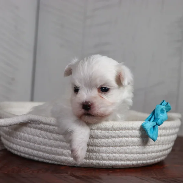 Waffle - Available 4/16 Male Teacup-Toy Maltese - Image 3