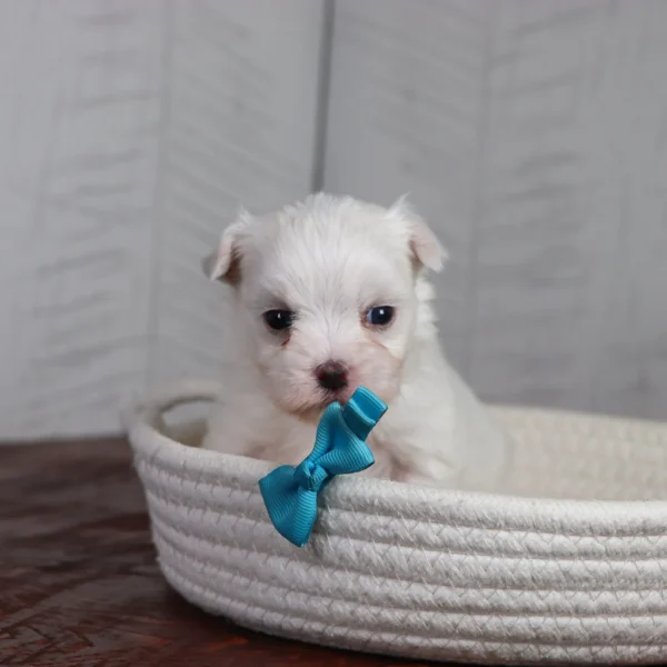 Waffle - Available 4/16 Male Teacup-Toy Maltese - Image 2