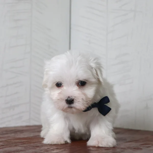 Waffle - Available 4/16 Male Teacup-Toy Maltese - Image 5