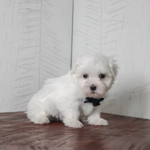 Waffle - Available 4/16 Male Teacup-Toy Maltese